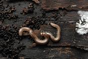 miljoenpoot (diplopoda sp)